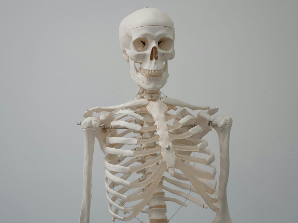 Close-up of a human skeleton model used for educational purposes in science and anatomy classes.