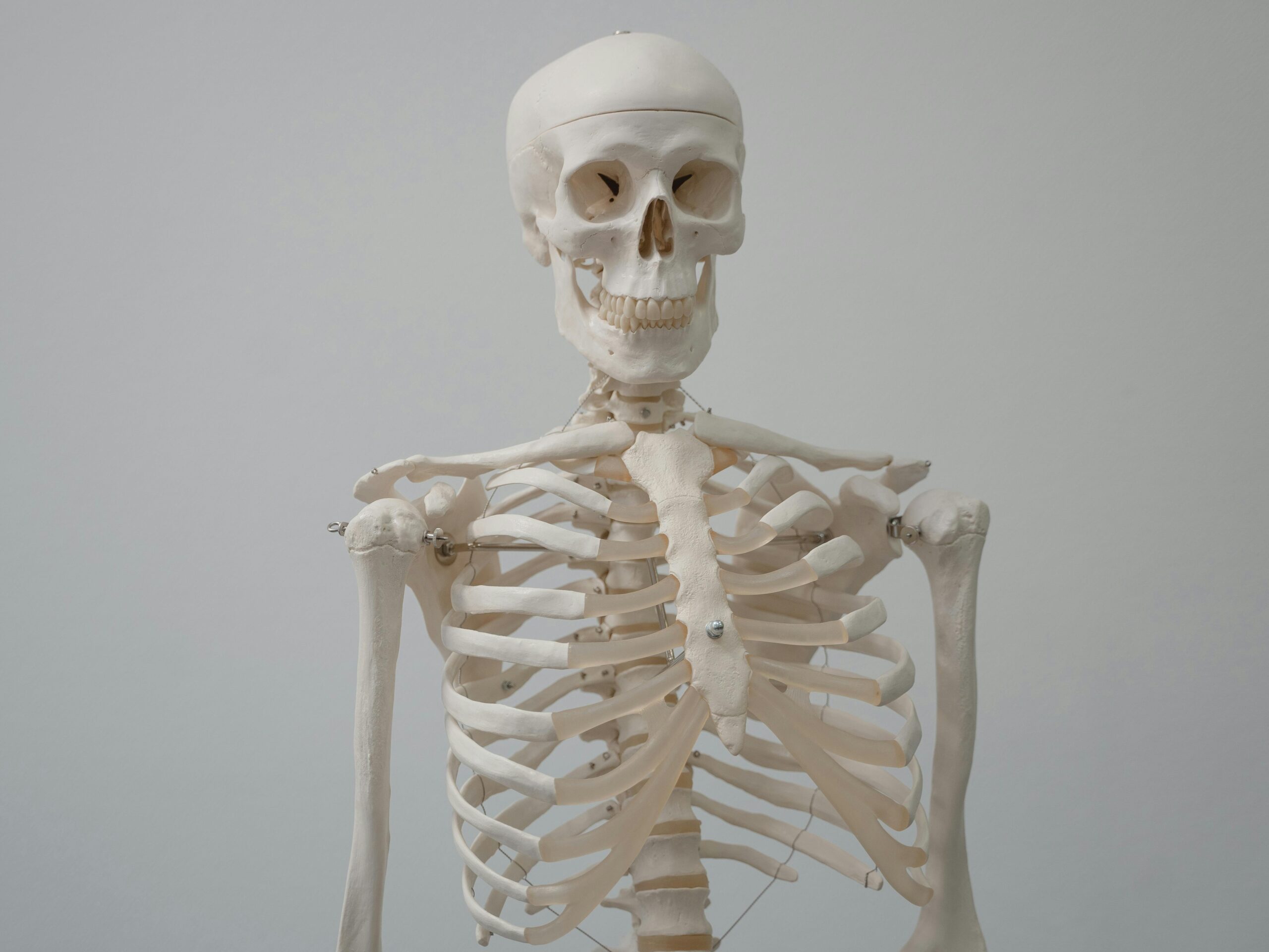 Close-up of a human skeleton model used for educational purposes in science and anatomy classes.